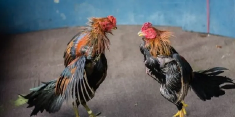 Chiến thuật thắng lớn khi xem và cá cược đá gà cựa sắt live tại New88