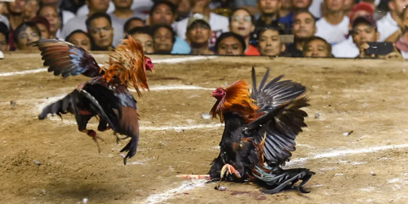 Sơ lược về đá gà online