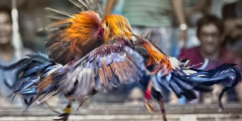 Hướng dẫn tham gia xem đá gà online tại New88