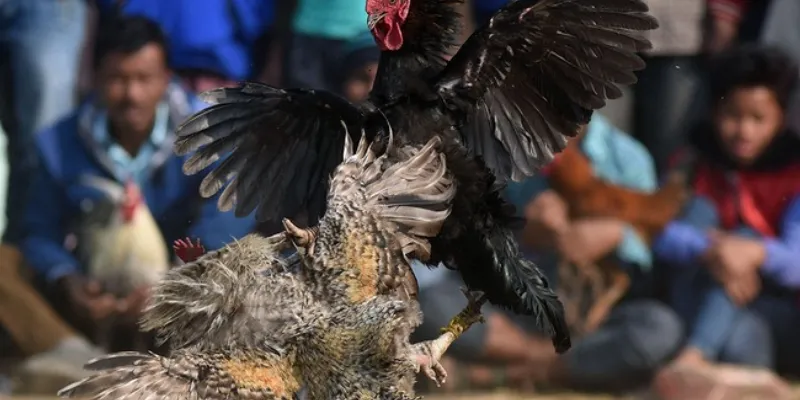 Mẹo tham gia xem đá gà online tại New88 hiệu quả