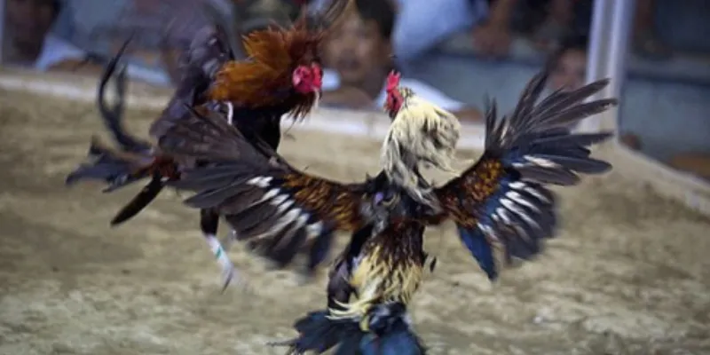 Tìm hiểu về đá gà 888 tại New88