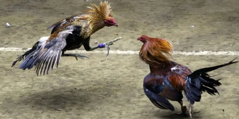 Hướng dẫn đặt cược trong đá gà 888 tại New88