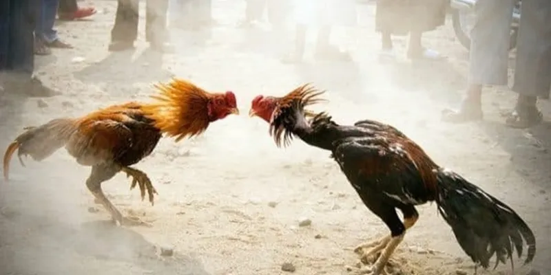 Hấp dẫn đến từng phút giây