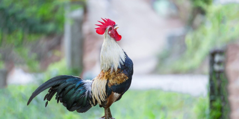 Đá gà tre mang lại những trận đấu kịch tính và hấp dẫn