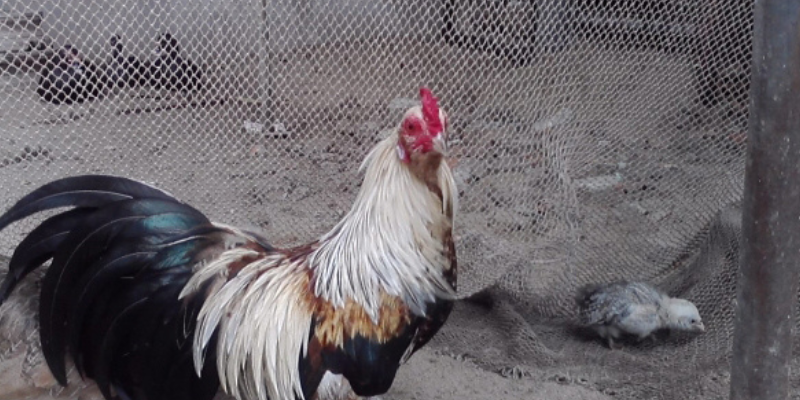 Trận đấu đá gà tre giúp người xem trải nghiệm cảm giác hồi hộp