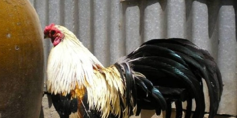 Các trận đấu đá gà tre thường rất công bằng và không thiên vị