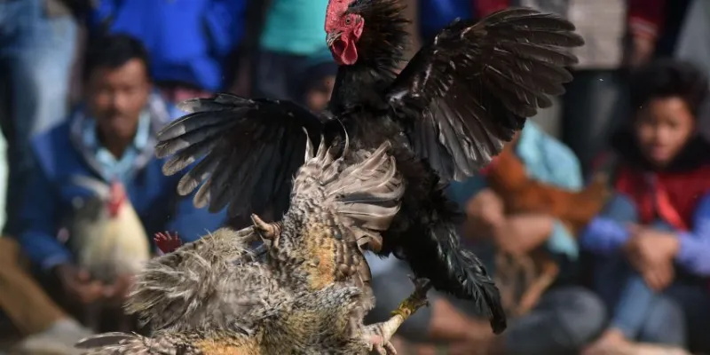 Tìm hiểu về đá gà Peru