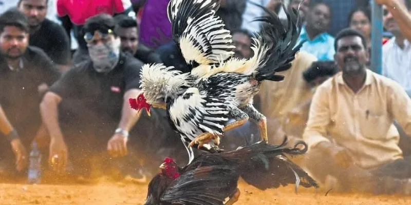 Khám phá luật chơi đá gà Peru