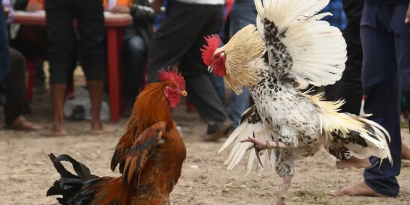 Chia sẻ kinh nghiệm cá cược đá gà Peru hay tại New88