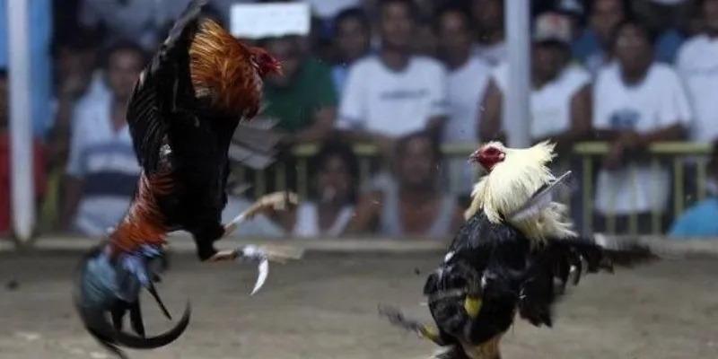 Tìm hiểu luật chơi gà chọi cựa dao tại New88