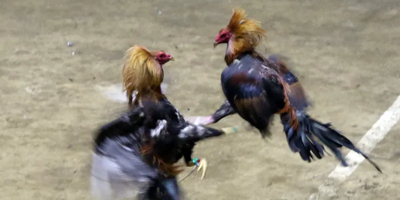 Chi tiết cách soi kèo gà chọi cựa dao hiệu quả