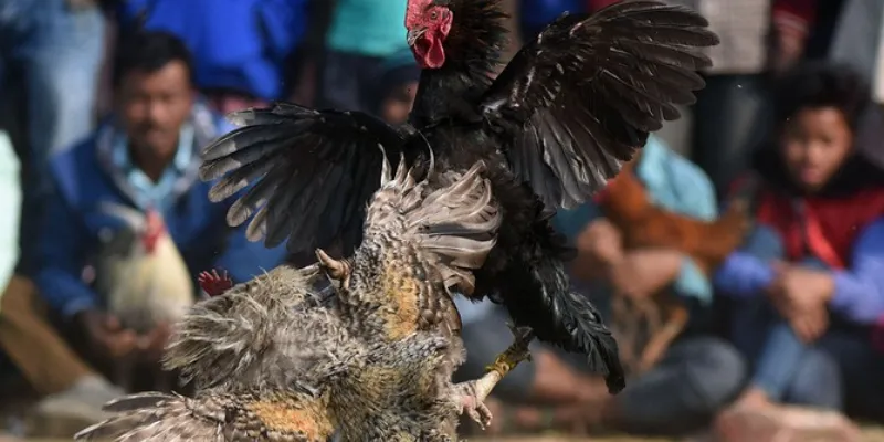 Chia sẻ mẹo đặt cược gà chọi cựa dao tại New88